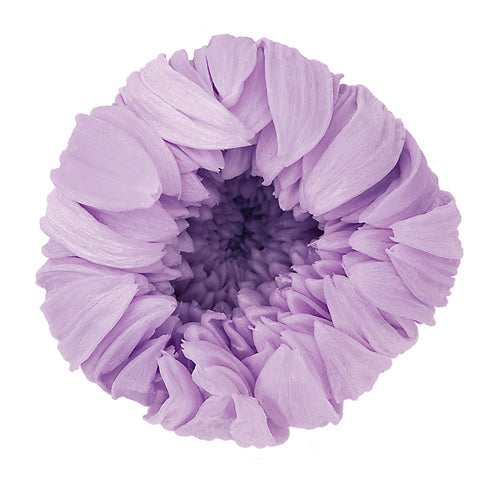 【プリザ】04803-451 輪菊・小 スウィートライラック