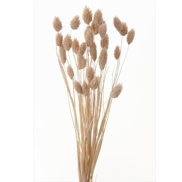 【ドライ】42020-081 ポアプランツ ピンクベージュ