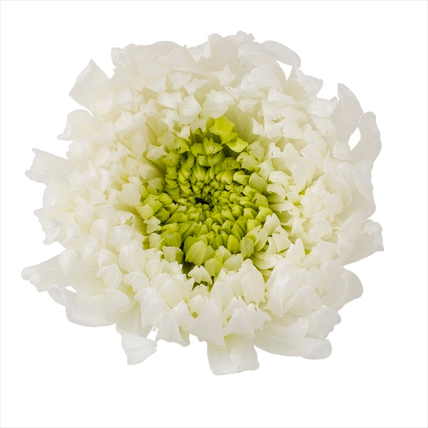【プリザ】04185-017 輪菊・咲花・ミルフィーユ ホワイトグリーン