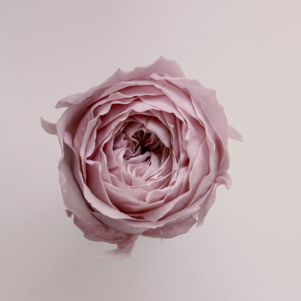 02460-241 ローズ・てまり ミスティーローズ