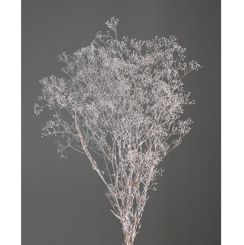 【プリザ】00020-862 スーパーソフトミニカスミ草 マットグレー