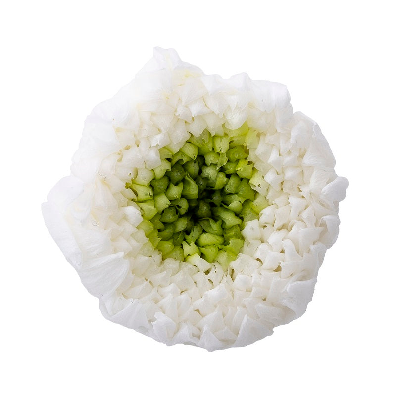 04183-017 輪菊・小・ミルフィーユ ホワイトグリーン