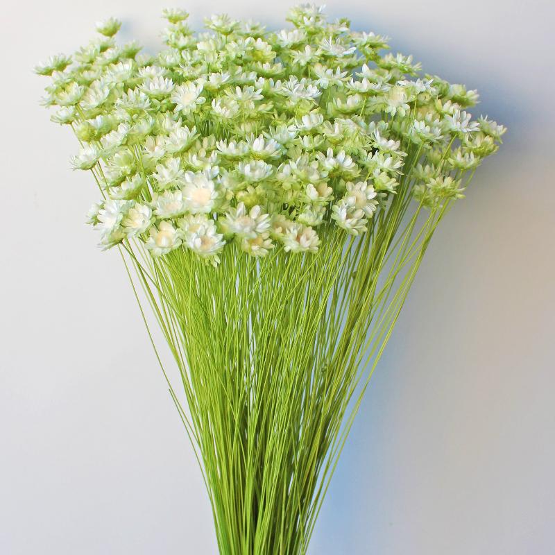 【ドライ】30195-017 スターフラワー・ブロッサム・ツートン ホワイトグリーン