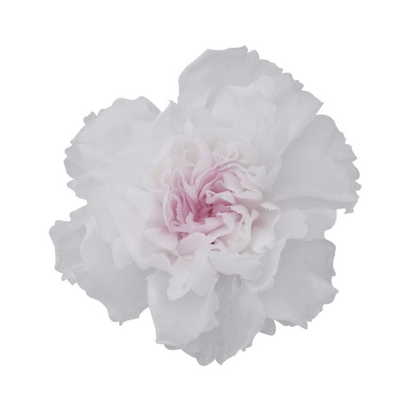 02181-010 ミニカーネーション ミルフィーユ ホワイトピンク