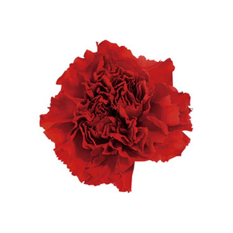 02381-301 ミニカーネーション レッド