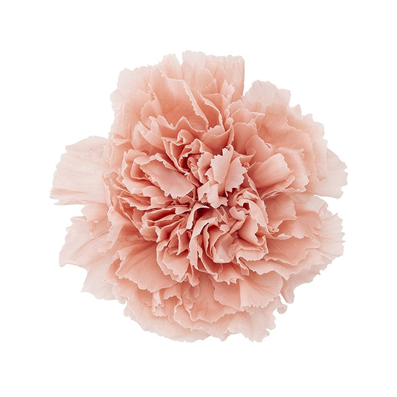 02380-373 カーネーション ミスティーピーチ