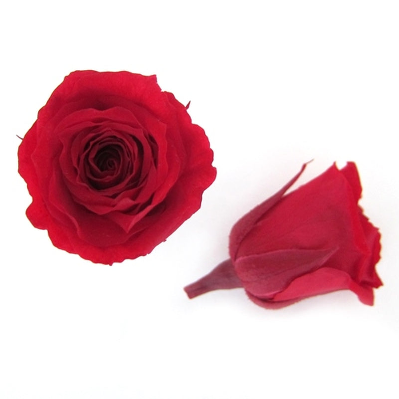 【プリザ】FL50-5 ベイビーローズ チェリーレッド