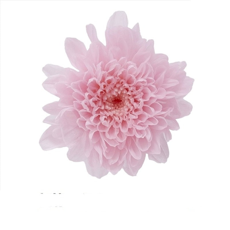 【プリザ】03680-102 小菊 シャーベットピンク