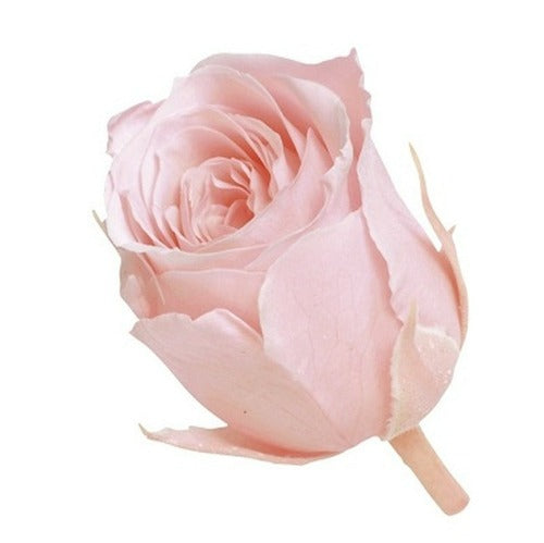 02370-101 ビビアン ブライダルピンク