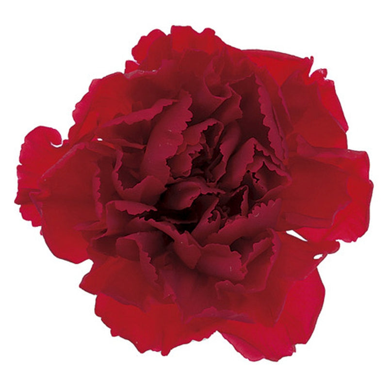 02380-300 カーネーション レッド