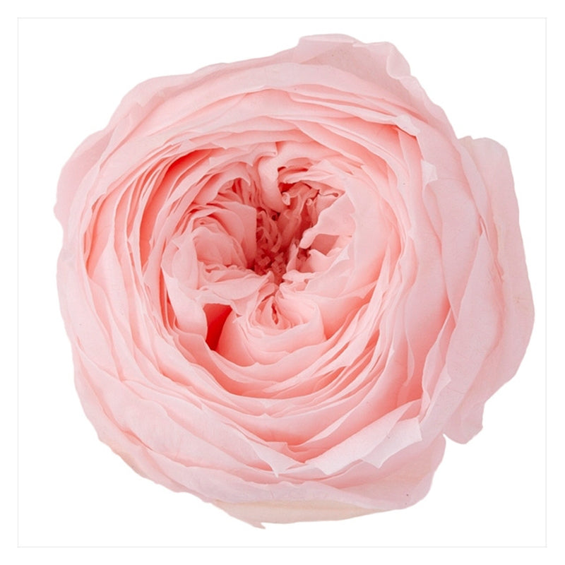 【プリザ】02730-101 ローズ・ココット ブライダルピンク