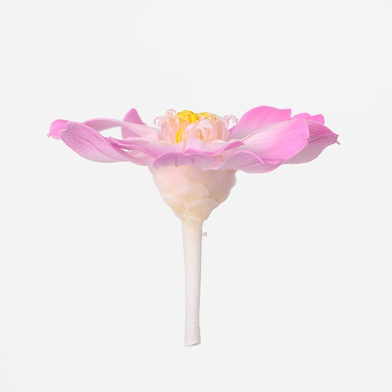 【プリザ】03464-100 ジニア・小・グラデーション ホワイトピンク