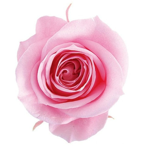 【プリザ】FL70-7 スプレーローズ ベイビーピンク