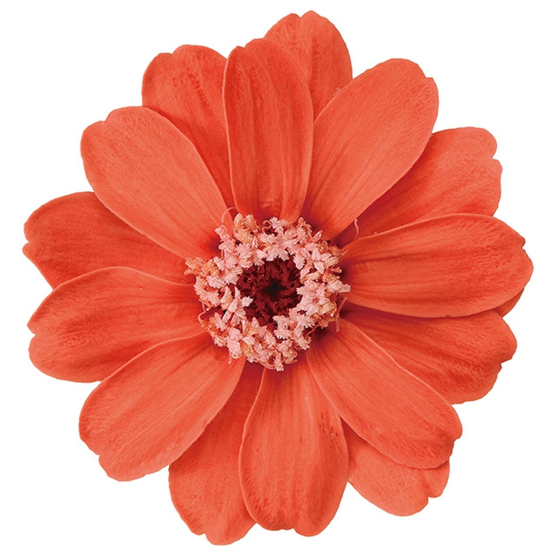 【プリザ】03461-391 ジニア・小 アプリコットオレンジ