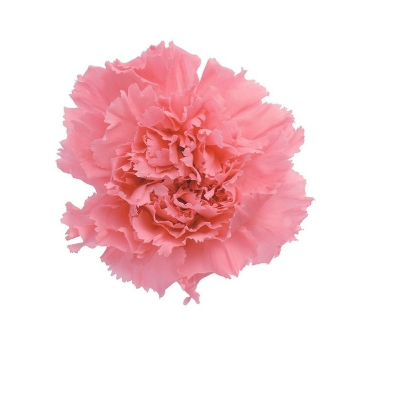 02380-161 カーネーション エンジェルピンク