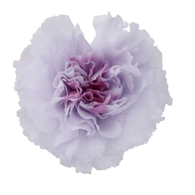 02181-430 ミニカーネーション ミルフィーユ ライラックロゼ