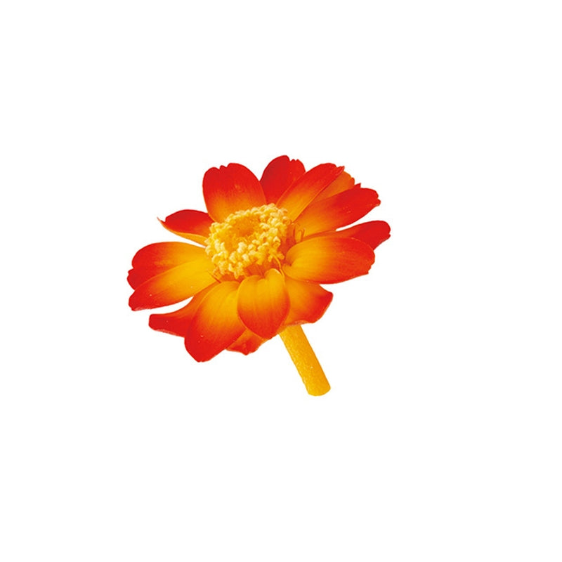 ジニア・小・グラデーション オレンジレッド・大地農園 プリザーブドフラワー – prefla shop