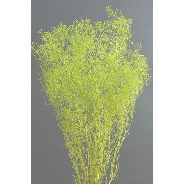 【プリザ】00010-741 ミニカスミ草 エンジェルグリーン