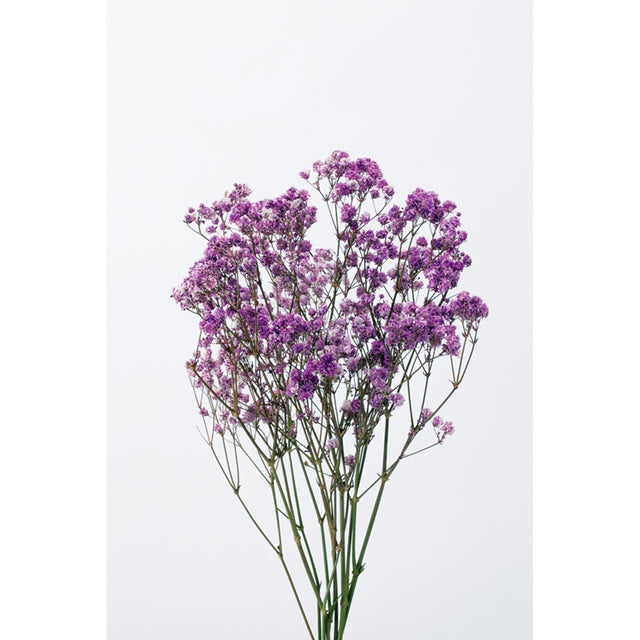 00050-470 アンティークプリザ・カスミ草 ライラック