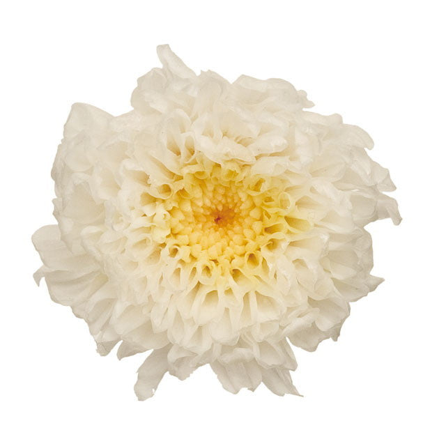 04190-015 小菊・ミルフィーユ ホワイトイエロー