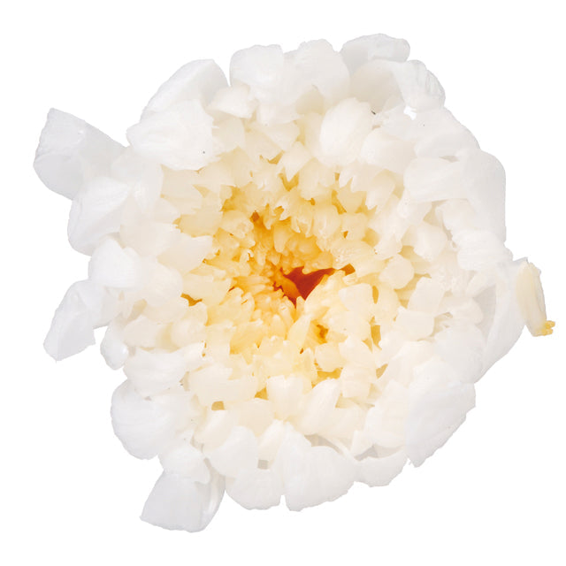 【プリザ】04803-010 輪菊・小 白