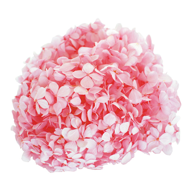 FL291-7 アンデスアジサイ ベイビーピンク