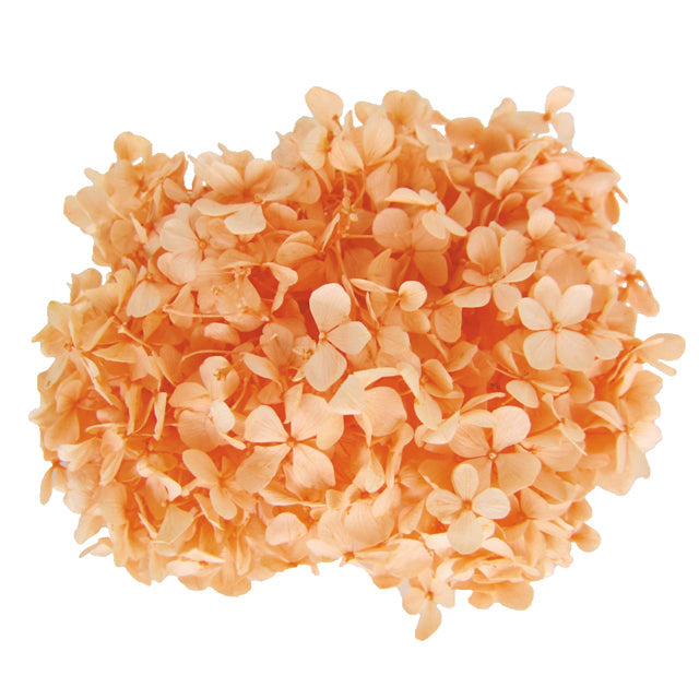 FL291-16 アンデスアジサイ シャーベットオレンジ