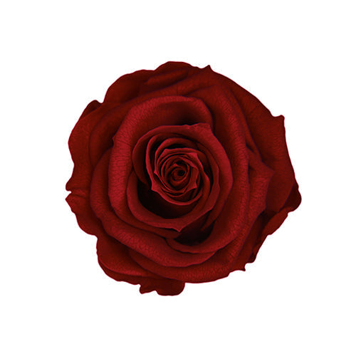 【プリザ】FL300-10 メディアナローズ ワイン