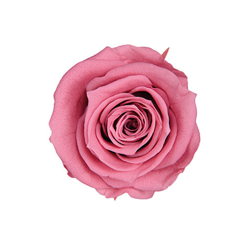 【プリザ】FL100-20 スタンダードローズ チェリーブロッサム