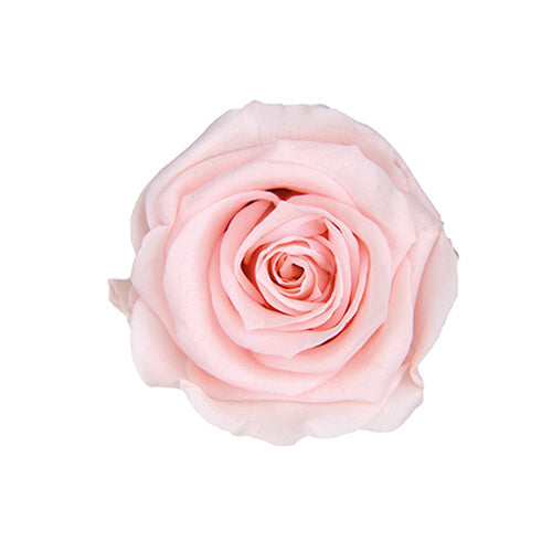 【プリザ】FL300-30 メディアナローズ ミルキーピンク