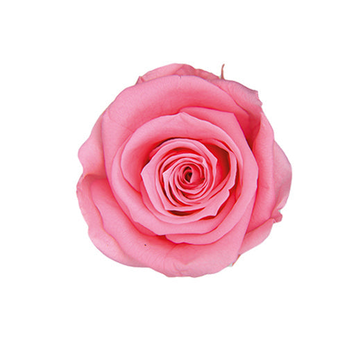 【プリザ】FL300-47 メディアナローズ シュガーピンク