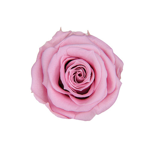 【プリザ】FL300-61 メディアナローズ ラベンダーピンク