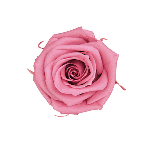 【プリザ】FL70-20 スプレーローズ チェリーブロッサム