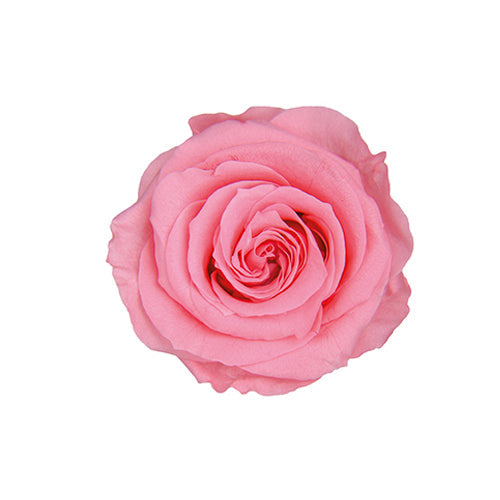 【プリザ】FL100-47 スタンダードローズ シュガーピンク