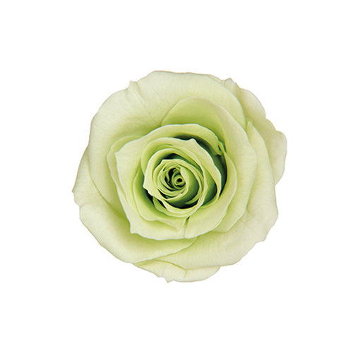 【プリザ】FL300-64 メディアナローズ シトラスグリーン