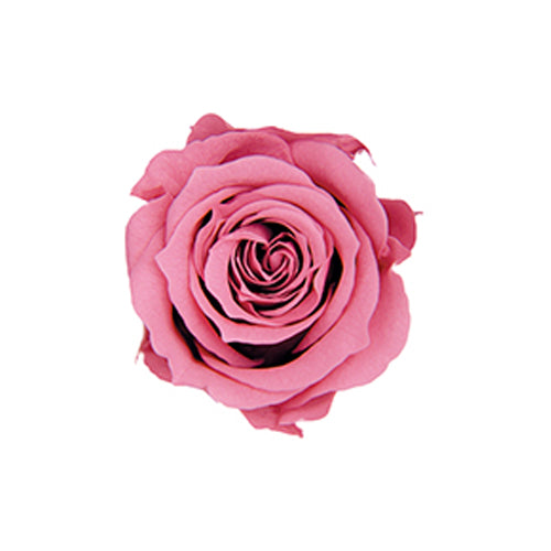 FL41-20 ピッコラブロッサム チェリーブロッサム