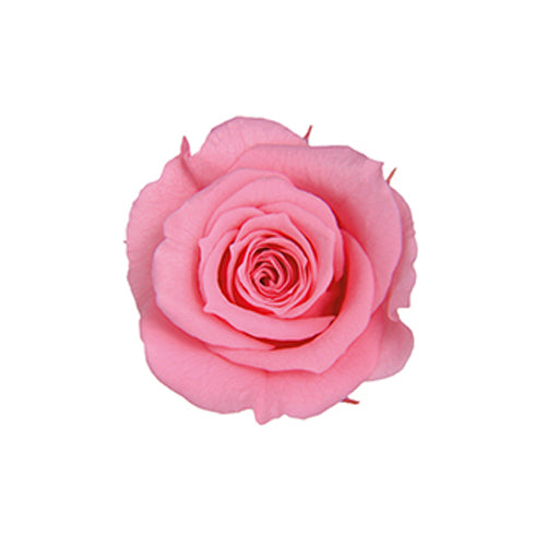 【プリザ】FL50-47 ベイビーローズ シュガーピンク