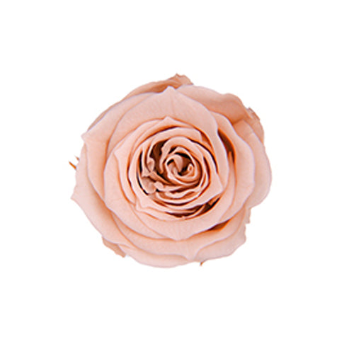 FL41-55 ピッコラブロッサム ヌードピンク