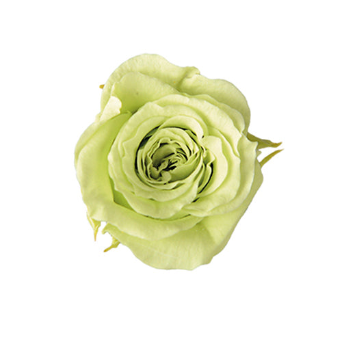 FL41-64 ピッコラブロッサム シトラスグリーン