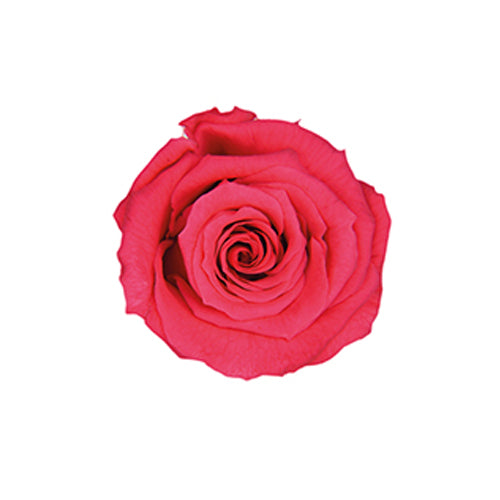 【プリザ】FL50-8 ベイビーローズ ホットピンク