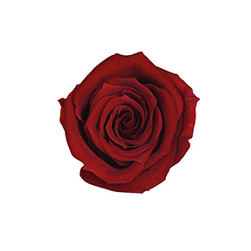 【プリザ】FL50-10 ベイビーローズ ワイン