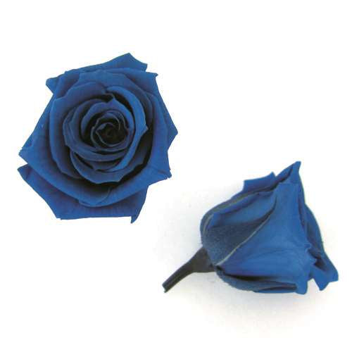 【プリザ】FL50-12 ベイビーローズ グランブルー