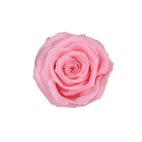 FL41-47 ピッコラブロッサム シュガーピンク