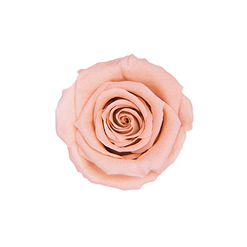 【プリザ】FL300-55 メディアナローズ ヌードピンク