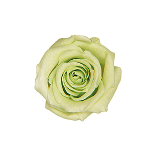 【プリザ】FL50-64 ベイビーローズ シトラスグリーン