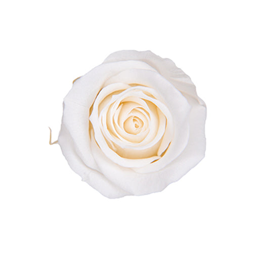 【プリザ】FL300-1 メディアナローズ パールホワイト