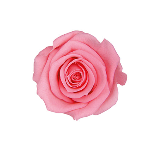 【プリザ】FL70-47 スプレーローズ シュガーピンク