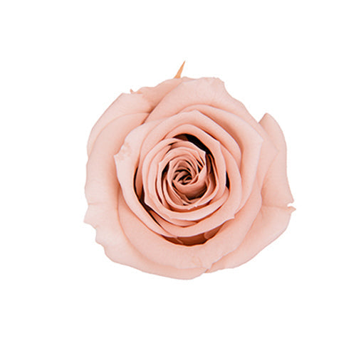 【プリザ】FL70-55 スプレーローズ ヌードピンク