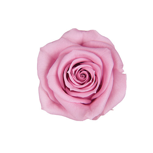 【プリザ】FL70-61 スプレーローズ ラベンダーピンク