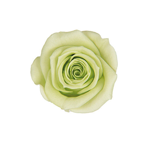 【プリザ】FL70-64 スプレーローズ シトラスグリーン